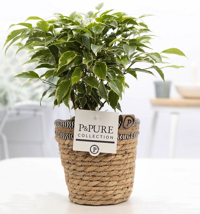 Ficus benjamina kinky inclusief bloempot Basket mand. Kant & - Plantshopper