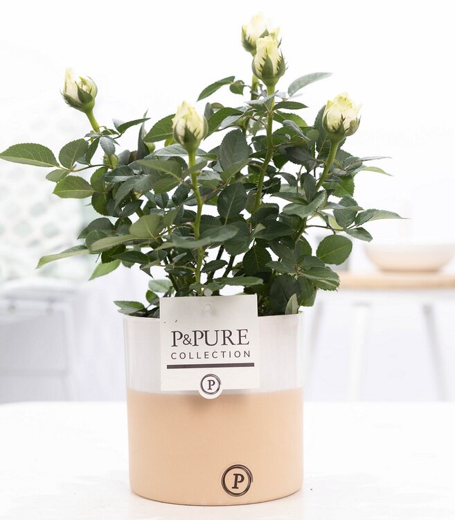 Leerling persoonlijkheid Vel Roos in witte kleur met P&PURE Collection bloempot Rosy kopen? Bestel online  - Plantshopper