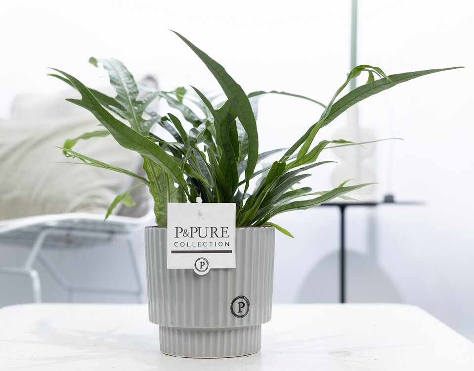 dik Goederen Overeenkomstig Aglaomorpha jim met P&PURE Collection bloempot Ivy voor binnen kopen?  Bestel online - Plantshopper
