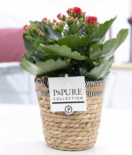 Bestel deze rode kalanchoe & klaar inclusief de bloempot Basket mand - Plantshopper