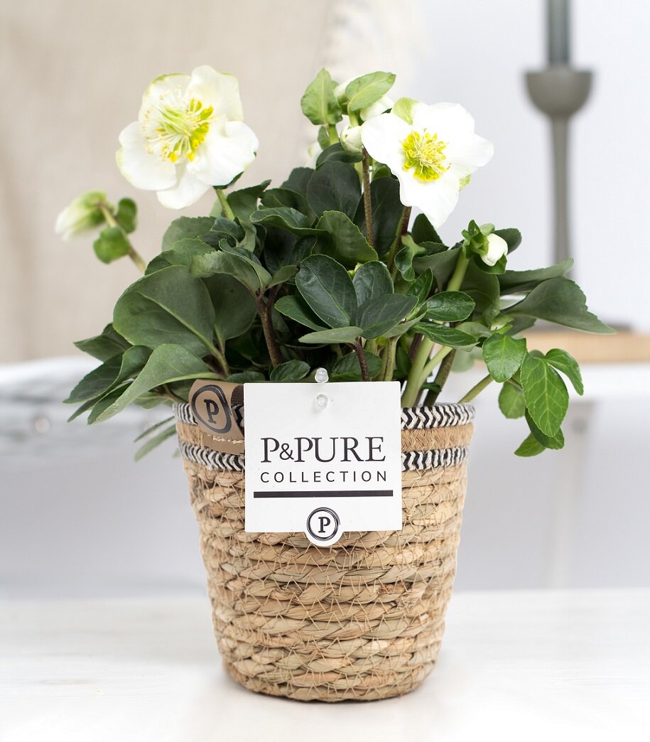 Helleborus kerstroos met P&amp;PURE Collection bloempot Basket