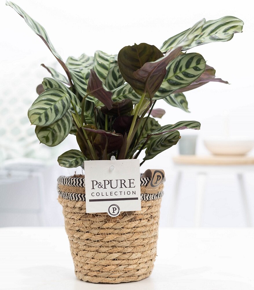 Ctenanthe Burle marxii  in pot Basket mand