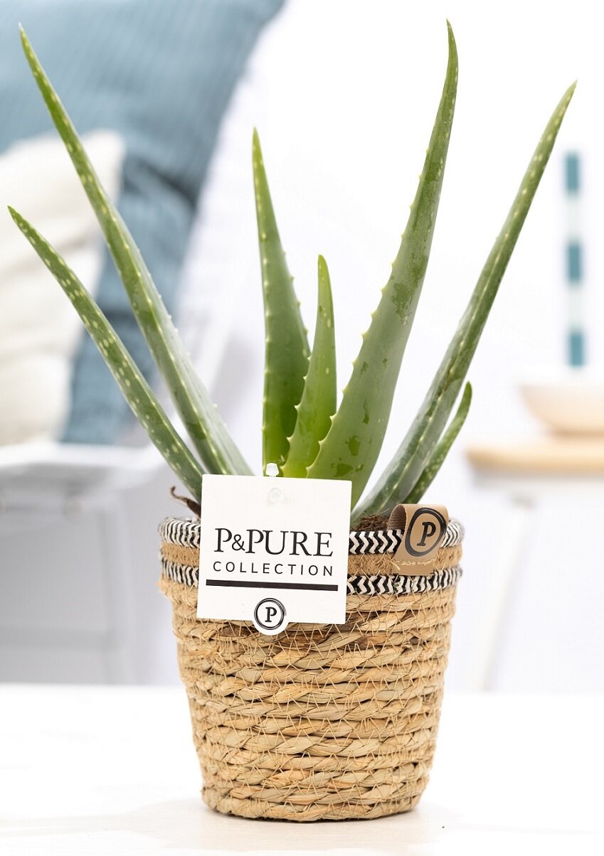 Aloe Vera in pot Basket