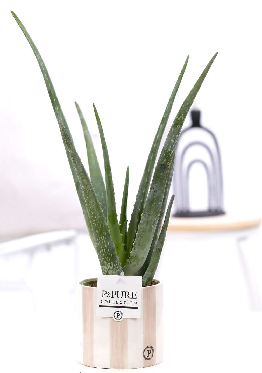 Aloe Vera Wonderplant met bloempot Eline grijs