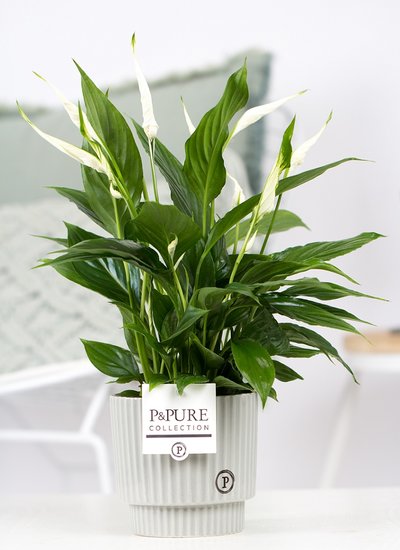 Spathiphyllum met P&PURE Collection bloempot Ivy grijs/groen