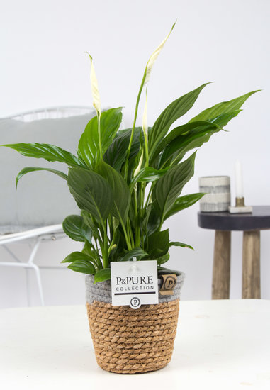 Spathiphyllum met P&PURE Collection bloempot Basket mand