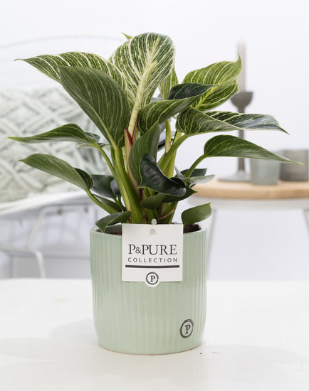 Philodendron white wave in pot Sophie groen