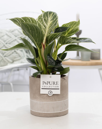 Philodendron white wave in pot Jade 4