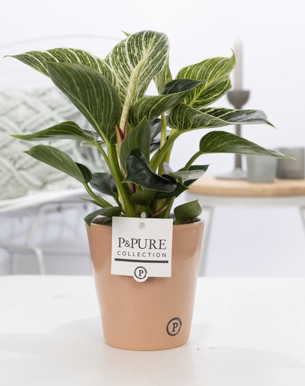 Philodendron white wave in pot Ruby terra