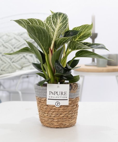 Philodendron white wave in pot Basket 5