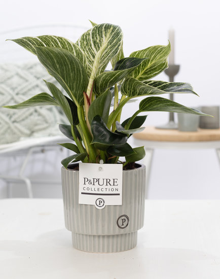 Philodendron white wave in pot Ivy groen grijs