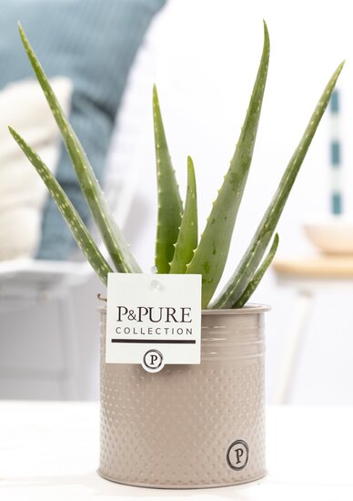 Aloe Vera in pot Louise zink taupe