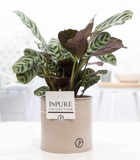 Ctenanthe Burle Marxii in pot Louise zink taupe