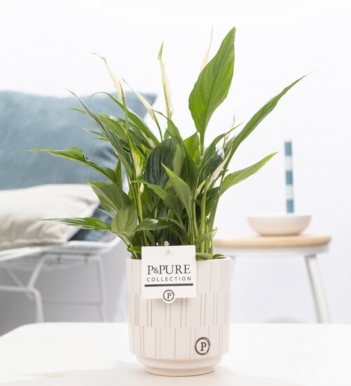 Spathiphyllum in pot Tess wit