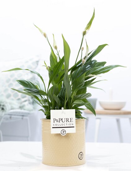 Spathiphyllum in pot Louise zink creme