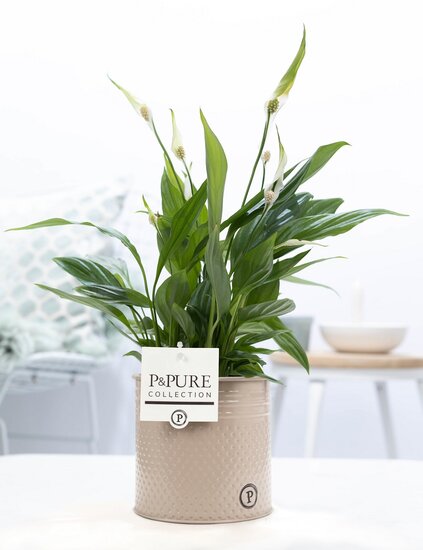 Spathiphyllum in pot Louise zink taupe