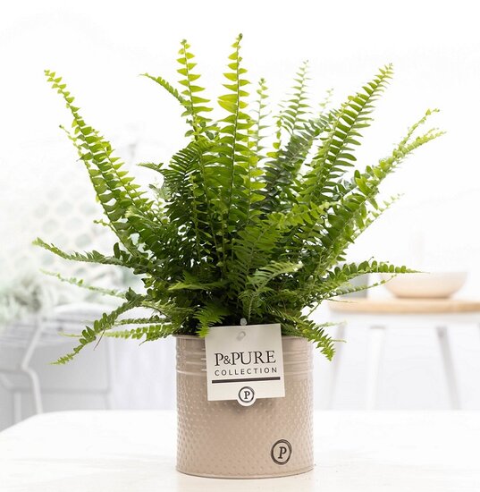 Krulvaren Nephrolepis green lady in pot Louise zink taupe