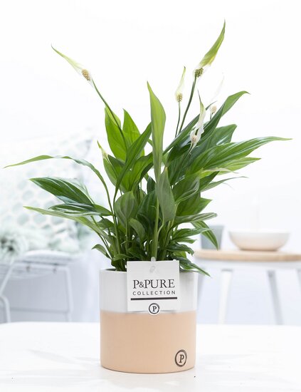 Spathiphyllum met P&PURE Collection bloempot Rosy