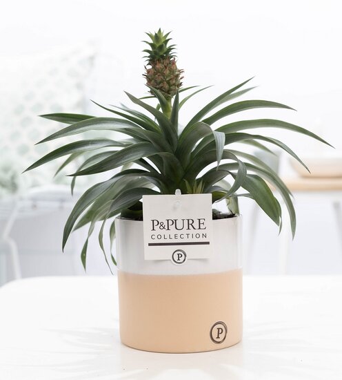Ananasplant met P&PURE Collection bloempot Rosy