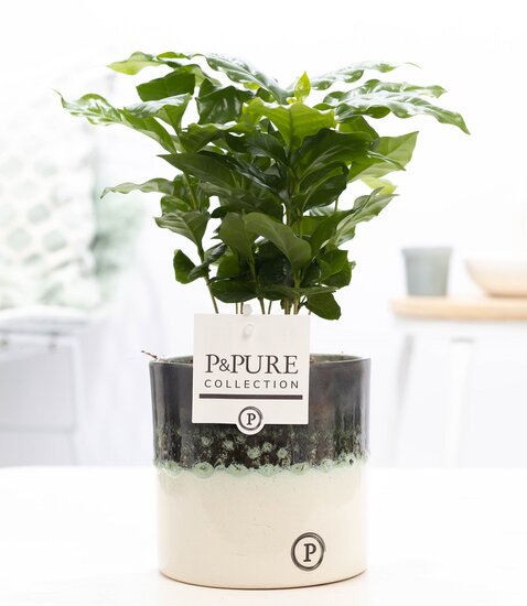 Coffea Arabica met P&PURE Collection bloempot Illusion