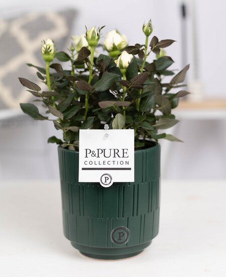 Roos wit in P&PURE Collection bloempot Tess groen