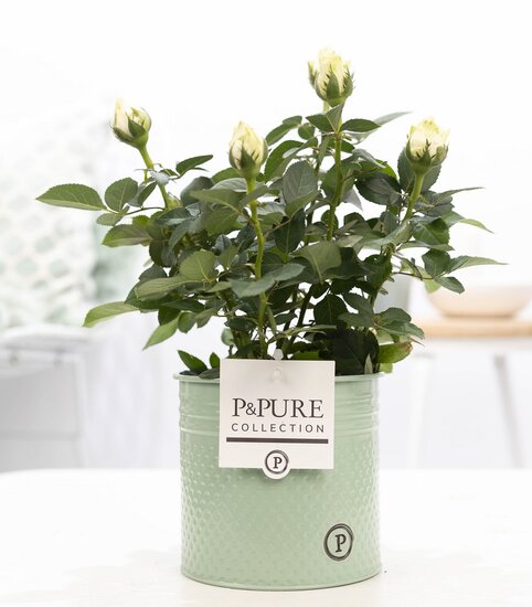 Roos wit in P&PURE Collection bloempot Louise zink groen
