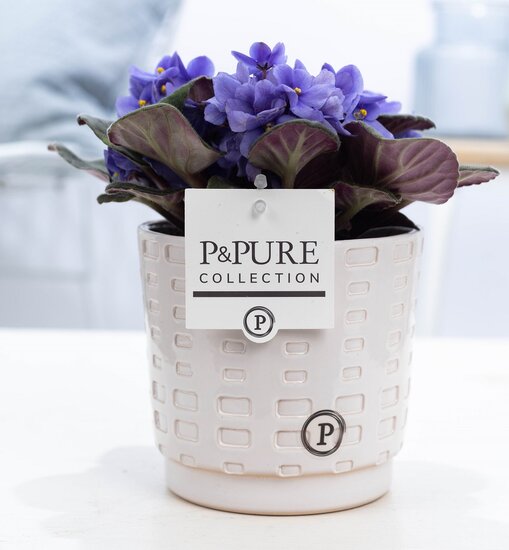 Saintpaulia lichtblauw met P&PURE Collection bloempot Floor wit