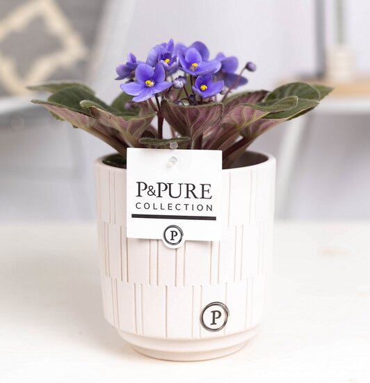 Saintpaulia lichtblauw met P&PURE Collection bloempot Tess wit