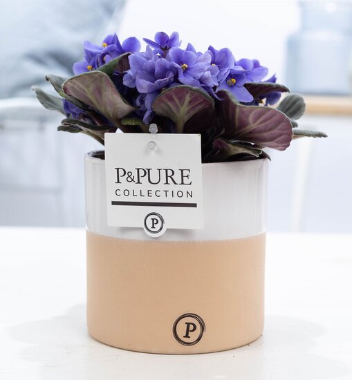 Saintpaulia lichtblauw met P&PURE Collection bloempot Rosy