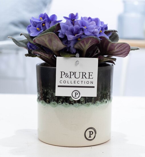 Saintpaulia lichtblauw met P&PURE Collection bloempot Illusion