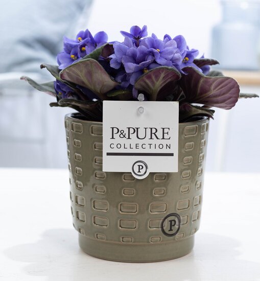 Saintpaulia lichtblauw met P&PURE Collection bloempot Floor groen