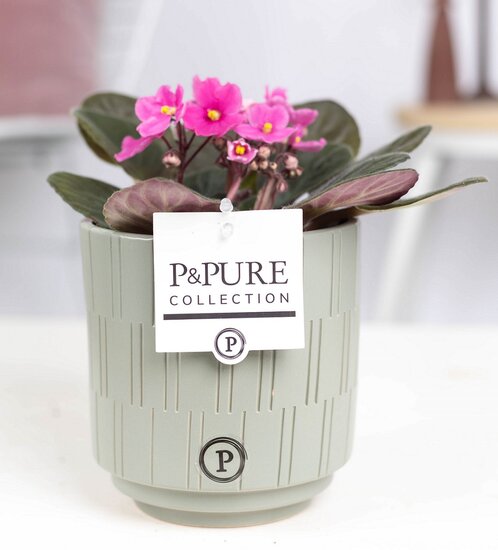 Saintpaulia lichtroze met P&PURE Collection bloempot Tess grijs