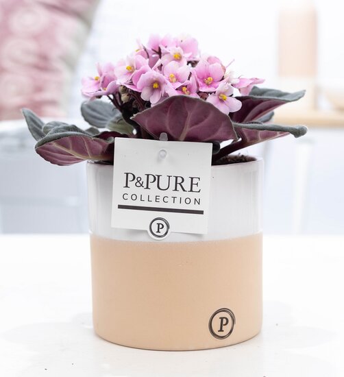 Saintpaulia lichtroze met P&PURE Collection bloempot Rosy