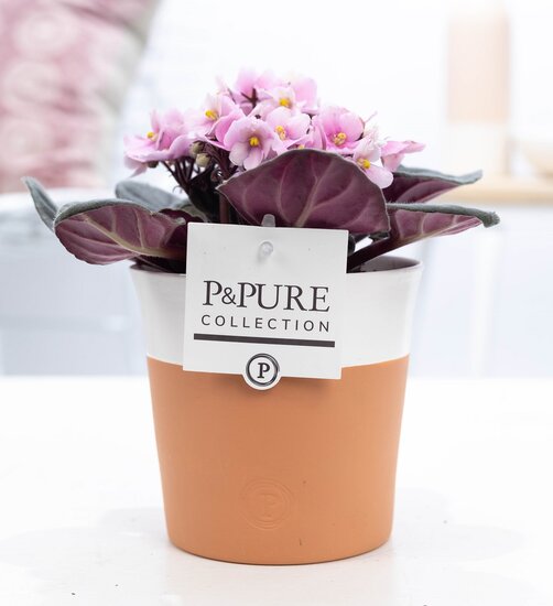 Saintpaulia lichtroze met P&PURE Collection bloempot Terra Cotta wit