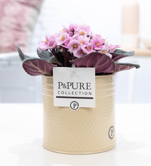 Saintpaulia lichtroze met P&PURE Collection bloempot Louise zink creme