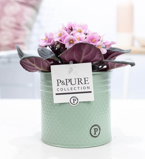Saintpaulia lichtroze met P&PURE Collection bloempot Louise zink groen