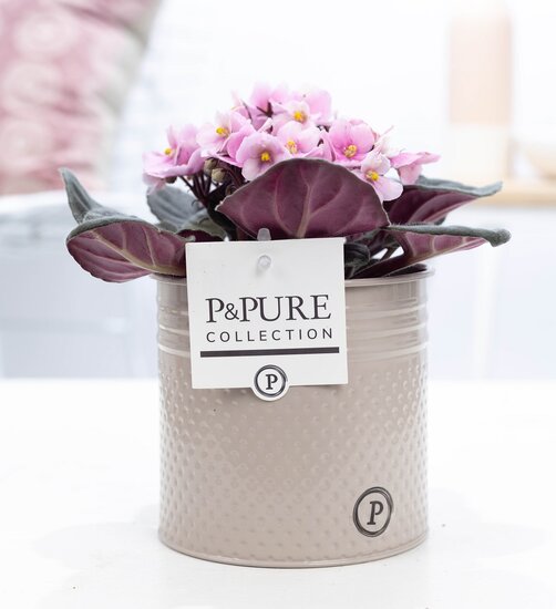Saintpaulia lichtroze met P&PURE Collection bloempot Louise zink taupe