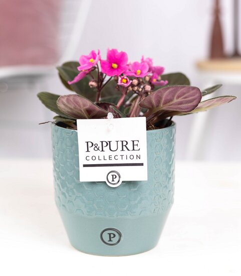 Saintpaulia lichtroze met P&PURE Collection bloempot Eline groen