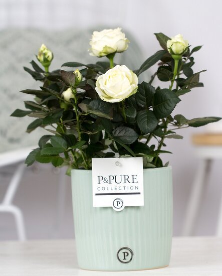 Roos wit in P&PURE Collection bloempot Sophie groen