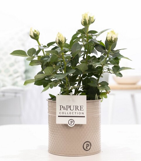 Roos wit in P&PURE Collection bloempot Louise zink taupe