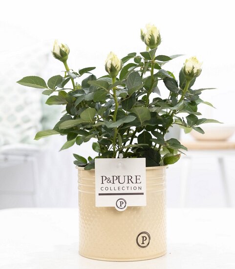 Roos wit in P&PURE Collection bloempot Louise zink creme