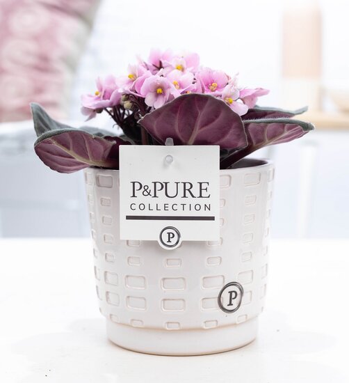 Saintpaulia lichtroze met P&PURE Collection bloempot Floor wit