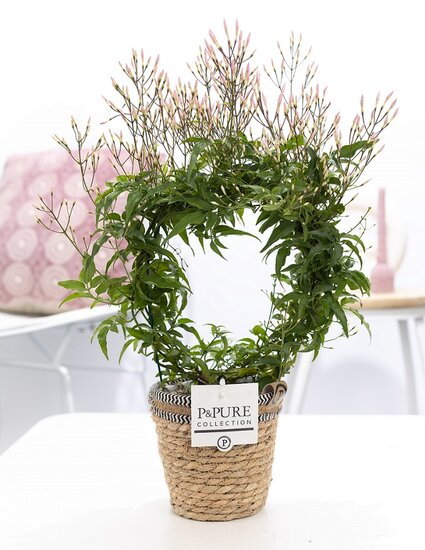 Jasmijn polyanthum in pot Basket mand