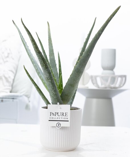 Aloe Vera Wonderplant met bloempot Sophie wit