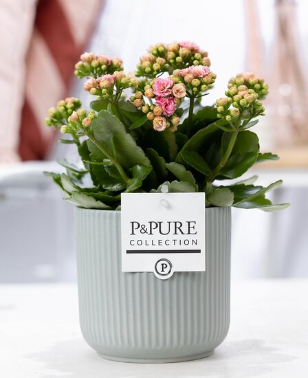 Kalanchoe roze met bloempot Sophie groen