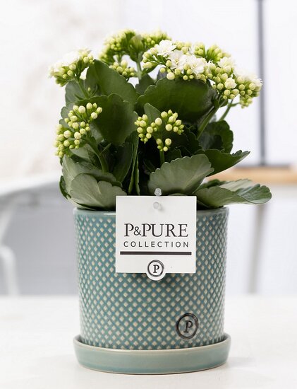 Kalanchoe wit met bloempot Lauren