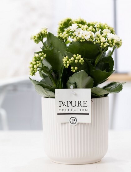 Kalanchoe wit met bloempot Sophie wit