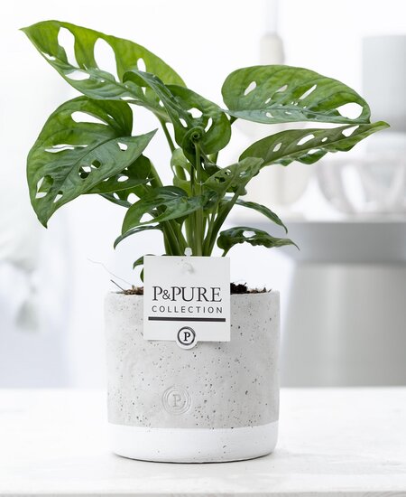 Gatenplant (Monstera obliqua) met bloempot Jade