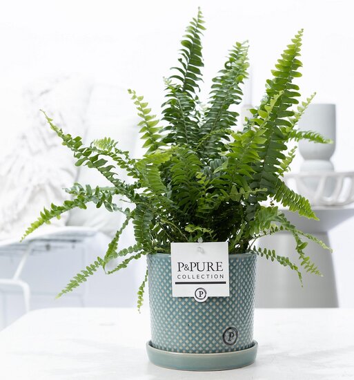 Krulvaren (Nephrolepis green lady) met bloempot Lauren