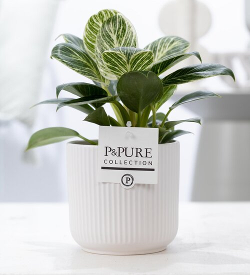 Philodendron white wave met bloempot Sophie wit